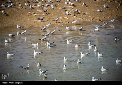 مرغان کاکایی در نهر اعظم شیراز