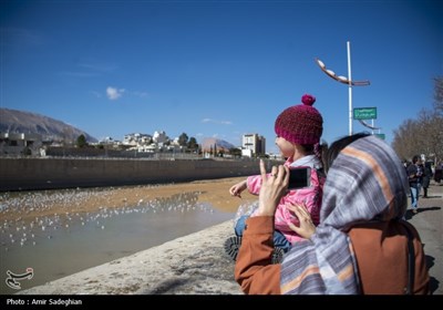 مرغان کاکایی در نهر اعظم شیراز