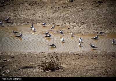 مرغان کاکایی در نهر اعظم شیراز
