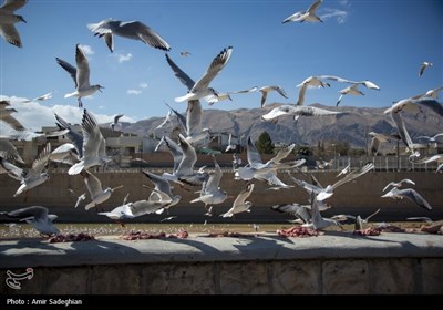 مرغان کاکایی در نهر اعظم شیراز