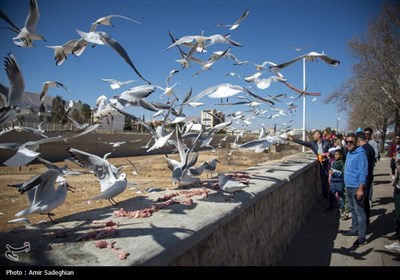 مرغان کاکایی در نهر اعظم شیراز