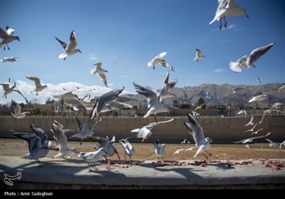 مرغان کاکایی در نهر اعظم شیراز