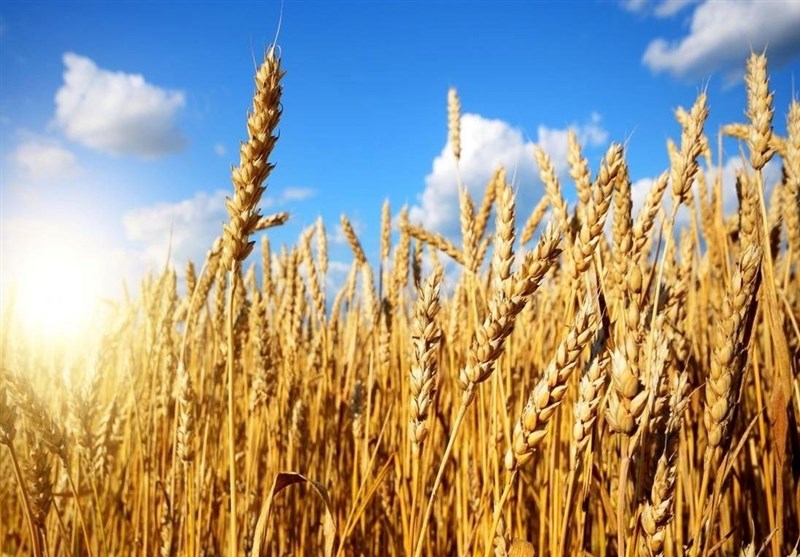 10.5 میلیون تن گندم در کشور خریداری شد