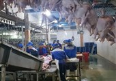 تولید بیش از 25 میلیون قطعه مرغ در استان بوشهر