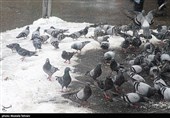 بارش برف در پایتخت