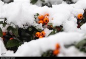 هواشناسی ایران 1402/11/25؛ بارش برف و باران کشور را فرا می‌گیرد/هشدار نارنجی هواشناسی به کشاورزان