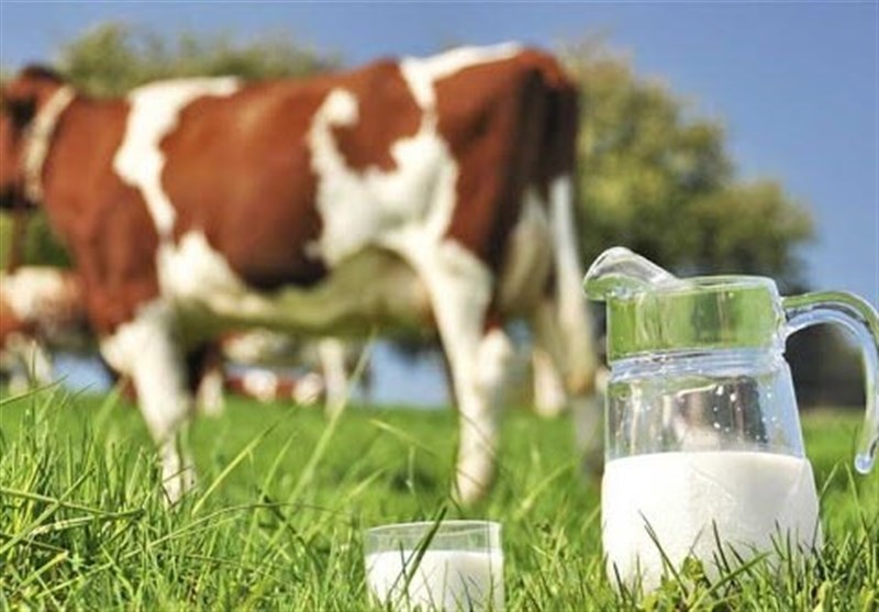 Iran 19th Largest Producer of Milk in World: Official