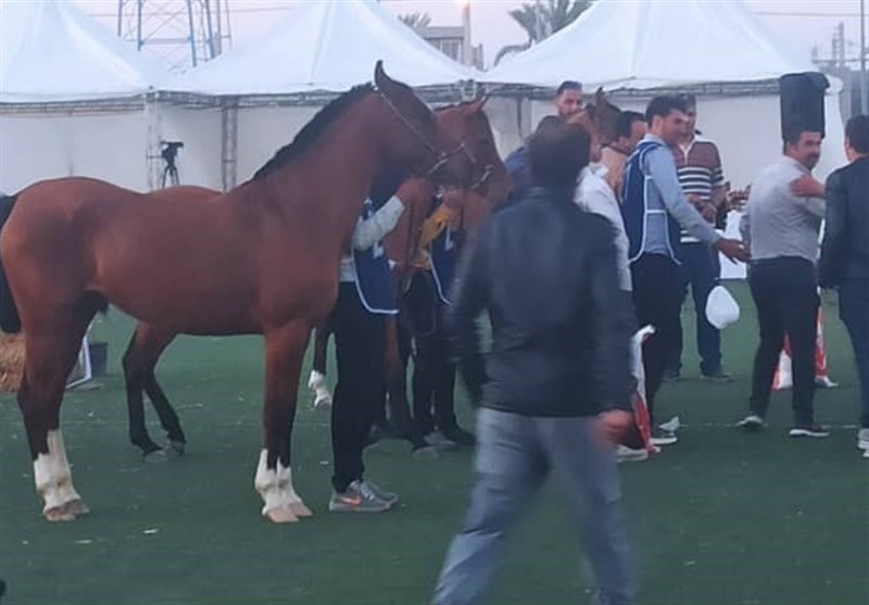 رقابت 36 اسب در جشنواره ملی زیبایی‌های اسب دره‌شوری + تصاویر