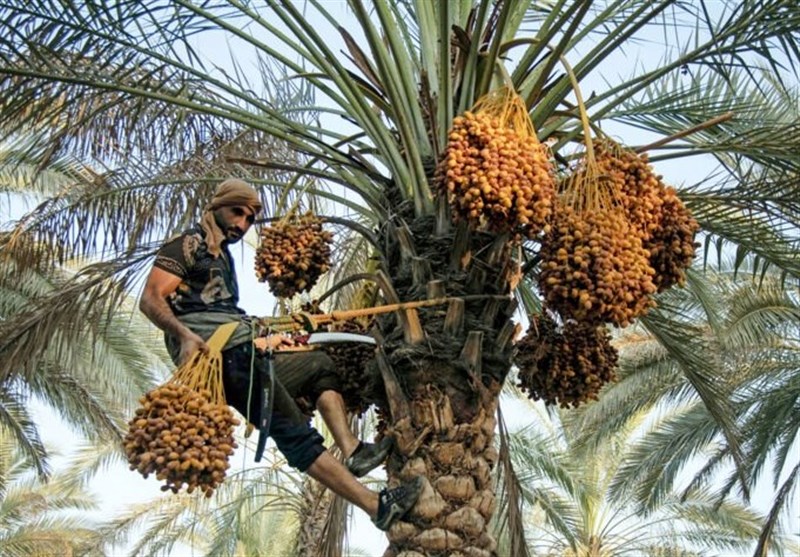 Iran World’s Third-Largest Producer of Fresh Dates: Official
