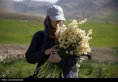 برداشت گل نرگس از مزارع این محصول در شهرستان پلدختر