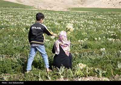 برداشت گل نرگس از مزارع این محصول در شهرستان پلدختر