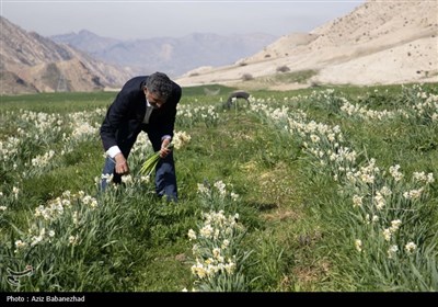 برداشت گل نرگس از مزارع این محصول در شهرستان پلدختر