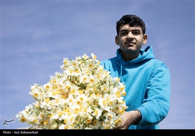 برداشت گل نرگس از مزارع این محصول در شهرستان پلدختر