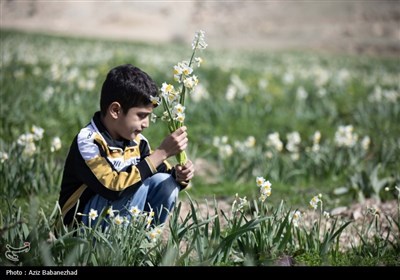 برداشت گل نرگس از مزارع این محصول در شهرستان پلدختر