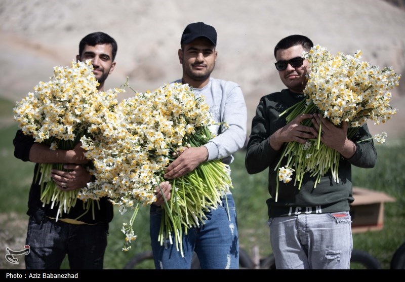 ششمین جشنواره گل نرگس شهرستان خفر برگزار می‌شود