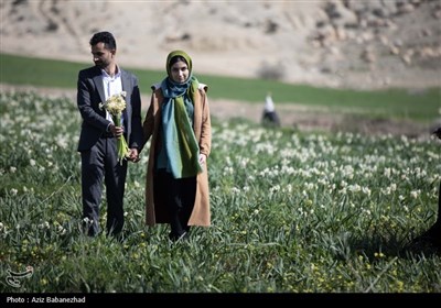 برداشت گل نرگس از مزارع این محصول در شهرستان پلدختر