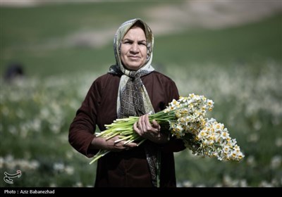 برداشت گل نرگس از مزارع این محصول در شهرستان پلدختر