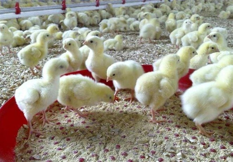 پیش‌بینی تولید 4880 تن گوشت مرغ در سیستان و بلوچستان
