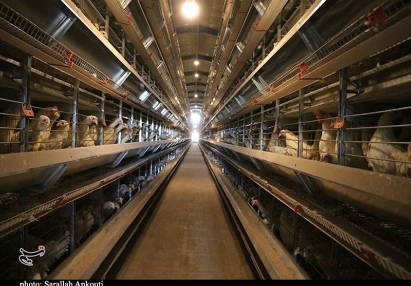 تولید 44 هزار تن مرغ در طول امسال در استان البرز