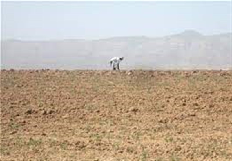 خسارت 100 درصدی خشکسالی به محصول گندم در اراضی دیم استان بوشهر