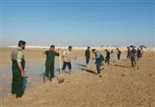 کاشت بیش از 10 هزار اصله درخت حرا در سواحل شهرستان دیر