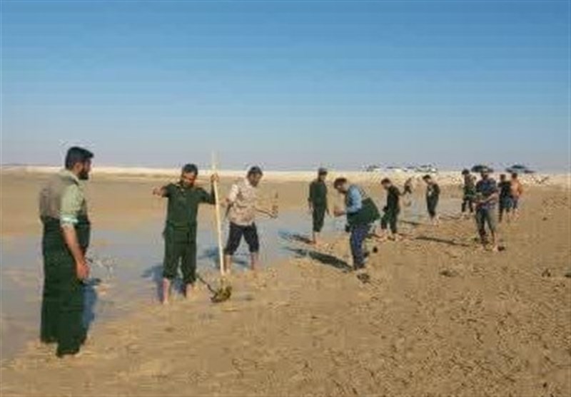 کاشت بیش از 10 هزار اصله درخت حرا در سواحل شهرستان دیر