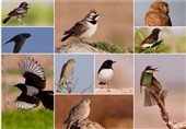 تعداد پرندگان خراسان جنوبی به 238 گونه افزایش یافت