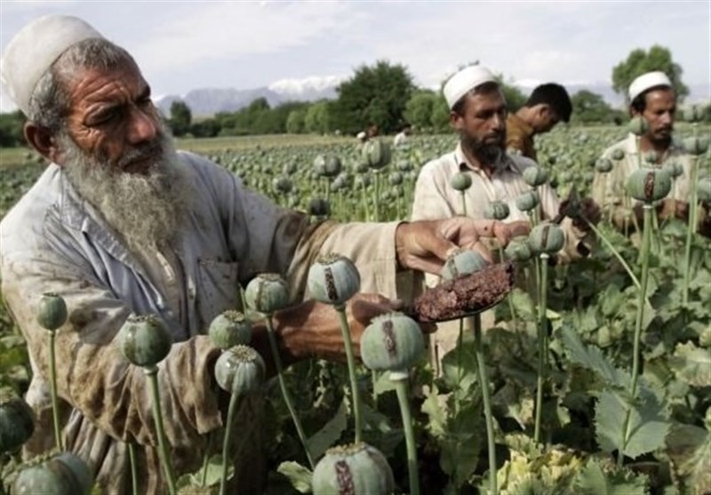 ایتالیا کاهش 95 درصدی تولید مواد مخدر در افغانستان را رد کرد