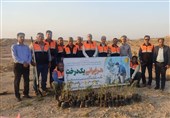 کاشت 37 هزار اصله نهال جنگلی در حاشیه جاده‌های استان بوشهر