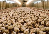 ارتقای تولید گوشت مرغ در سیستان‌وبلوچستان به 58 هزار تن