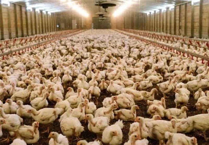 جریمه 23 میلیارد تومانی مرغدار متخلف در اردستان