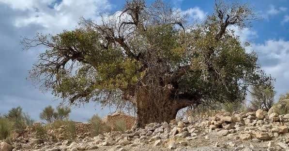9 درخت کهنسال فارس ثبت ملی شدند