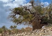 70 درخت کهنسال فارس ثبت ملی شده‌اند‌
