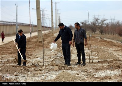 مراسم کاشت 20 هزار نهال در نیروگاه برق شهید مفتح همدان