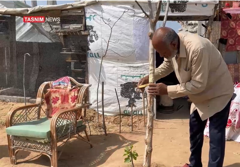 زندگی روی آوارهای غزه؛ روایت پیرمردی که ریشه‌های فلسطین را سبز نگه‌ می‌دارد/گزارش اختصاصی