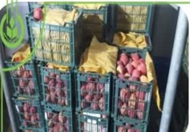 آغاز توزیع 80 تن سیب و پرتقال در استان بوشهر