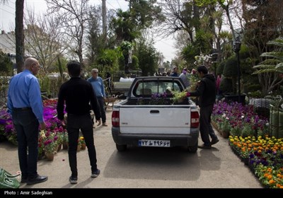 بازار گل و گیاه شیراز در آستانه نوروز