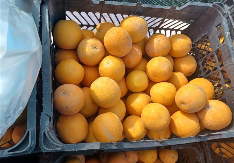 قیمت میوه نوروزی در بوشهر کاهش یافت‌