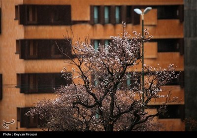 شکفتن شکوفه‌های بهاری در سنندج