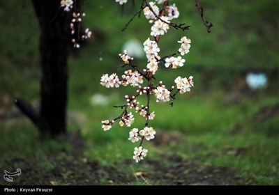 شکفتن شکوفه‌های بهاری در سنندج