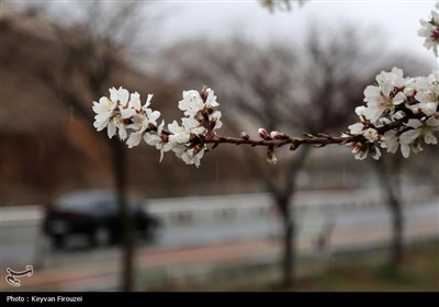 Весенняя природа Ирана - Санандадж