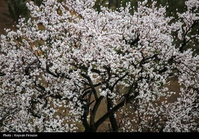 Весенняя природа Ирана - Санандадж