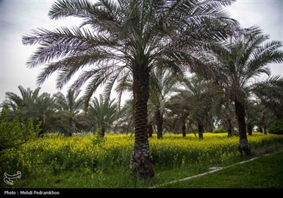 مضیف میراث فرهنگی ناملموس خوزستان