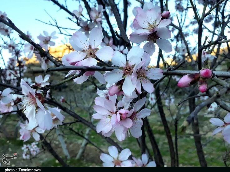 جلوه‌گری شکوفه‌های بهاری در پلدختر+ تصاویر