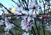 جلوه‌گری شکوفه‌های بهاری در پلدختر+ تصاویر