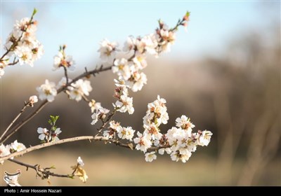 شکوفه های بهاری - قزوین