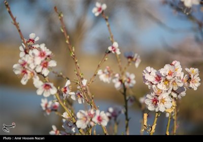 شکوفه های بهاری - قزوین