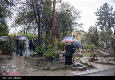 بارش باران بهاری در باغ ارم شیراز