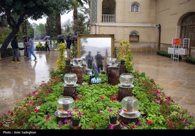 بارش باران بهاری در باغ ارم شیراز