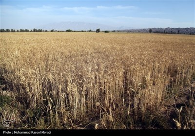 برداشت گندم - هرمزگان